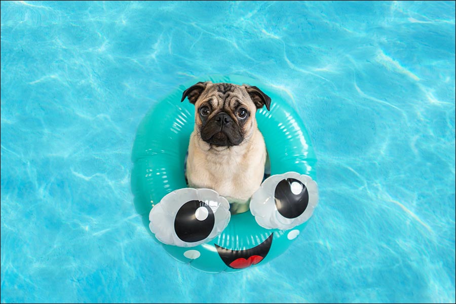 Pet Safety Around Pools & Hot Tubs: 25 Essential Tips