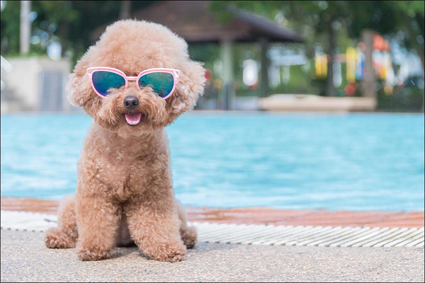 Top 20 Questions Asked About Pets Using A Hot Tub/Spa